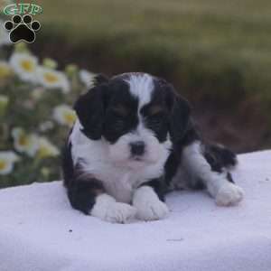 Bowen, Cavapoo Puppy